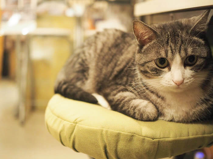店長のジジさん