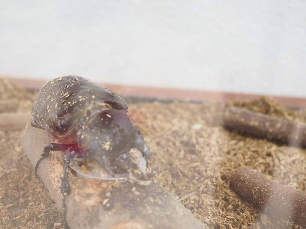 1位:アクタエオンゾウカブト