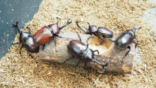 【氷見海浜植物園】2018世界のカブトムシ・クワガタ大集合!涼しくゆったりふれあえる