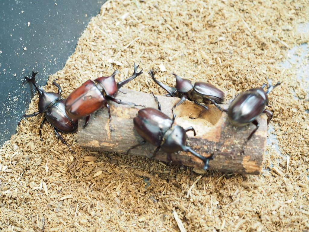 【氷見海浜植物園】2018世界のカブトムシ・クワガタ大集合!涼しくゆったりふれあえる