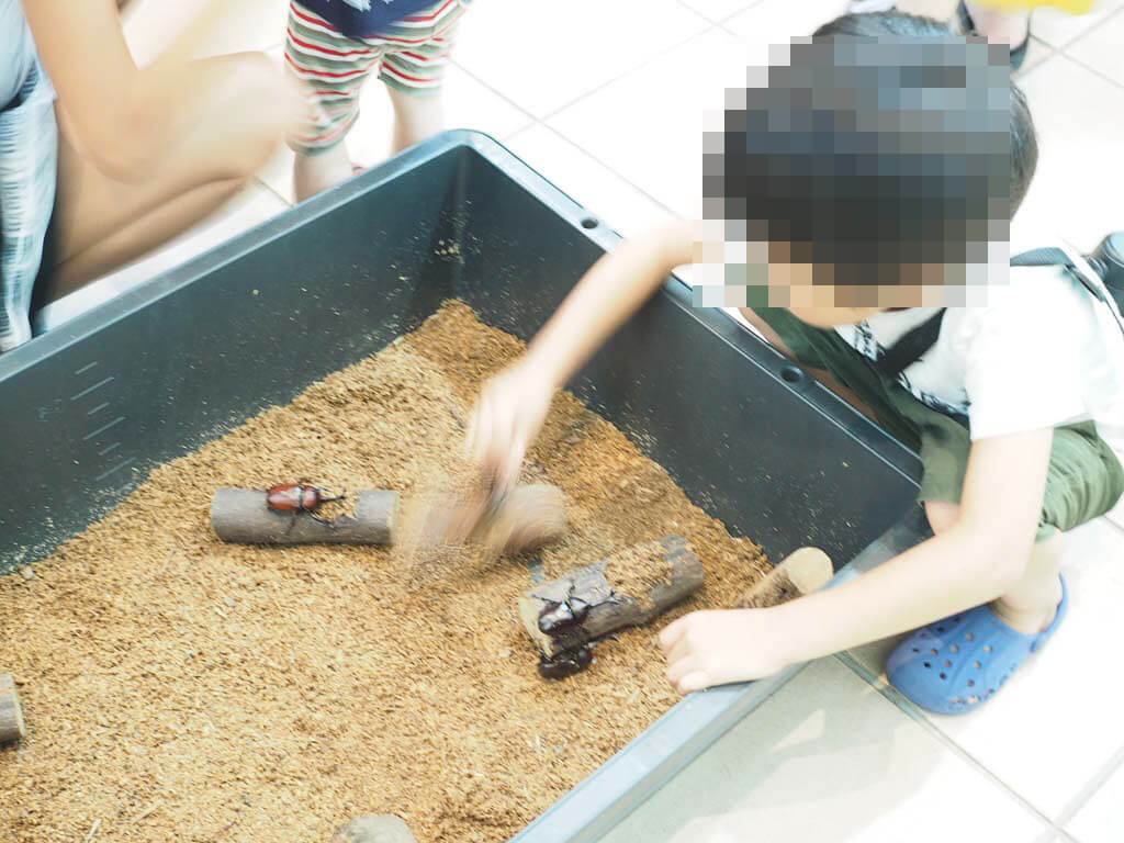 カブトムシを捕まえる子ども