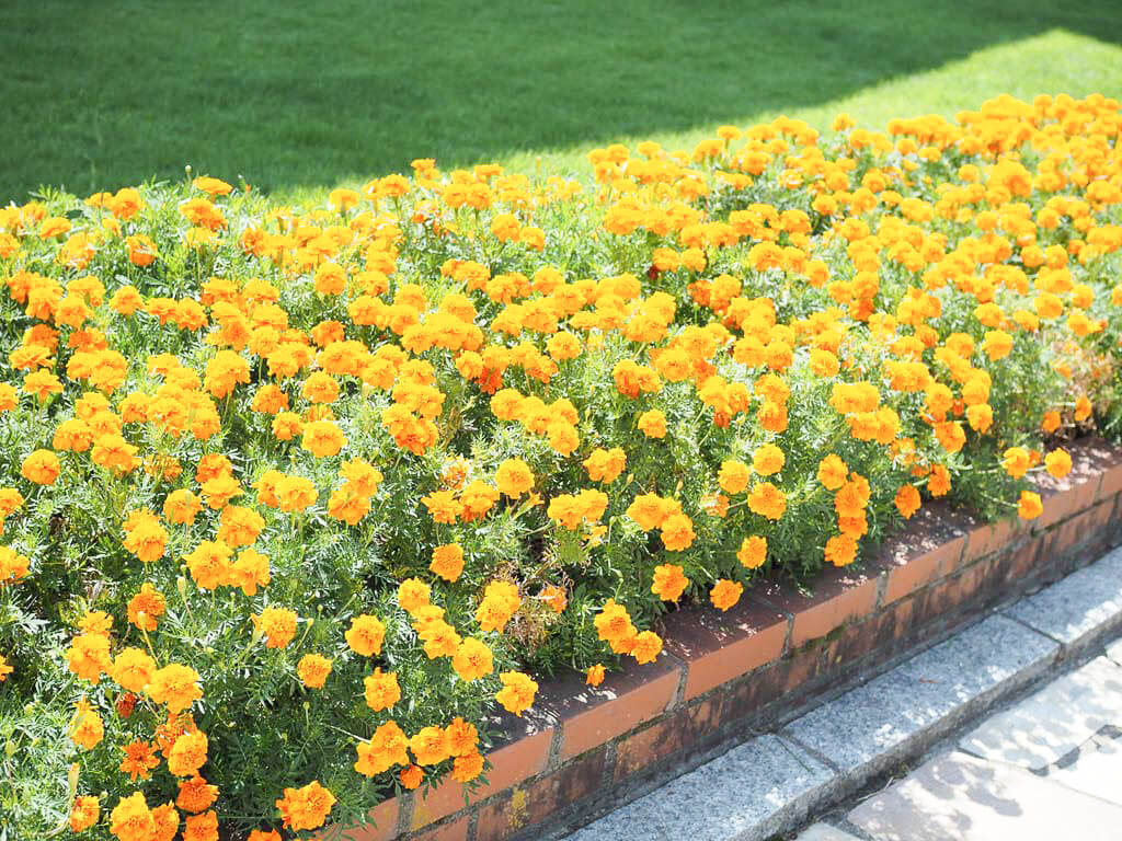 氷見市海浜植物園の花壇