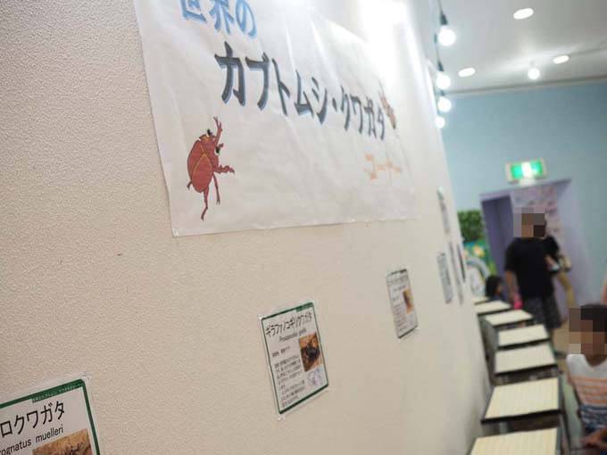 貴重なカブト・クワガタも展示