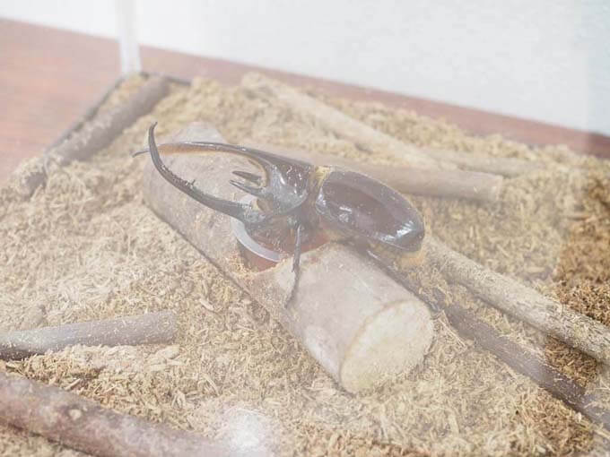 ネプチューンオオカブト