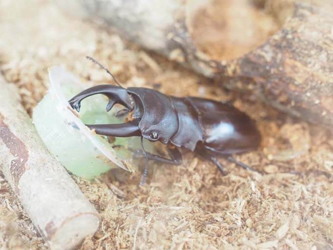 アルケスオニツヤクワガタ