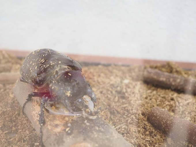 アクタエオンゾウカブト