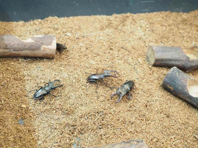 クワガタともふれあえる