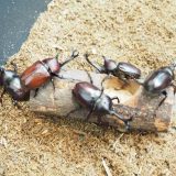 【氷見海浜植物園】2018世界のカブトムシ・クワガタ大集合!涼しくゆったりふれあえる