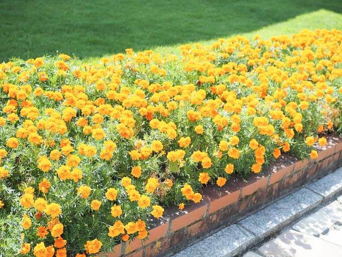 きれいな花たちがお出迎え