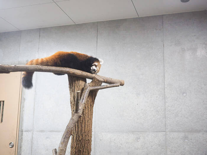 レッサーパンダの寝顔