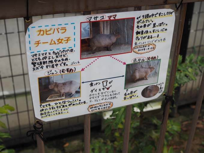 チーム女子