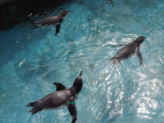 ペンギンたちがお出迎え