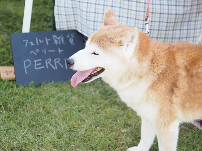 柴犬に癒される